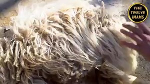 17K views · 236 reactions | حرمِ امام علی رضا علیہ السلام کے قالین کی تیاری کے مکمل مراحل | The Twelve Imams | Facebook