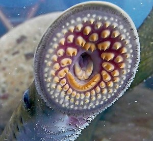 How Grand Rapids plans to use a federally funded barrier against ‘vampire fish’