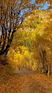 Sarı Cennet | Karadenizden Esintiler