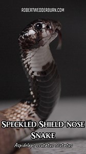 Speckled Shield-Nose Snake (Aspidelaps scutatus scutatus) 🐍 #cobra #snake #venomoussnakes #snakes #wild | Robert Wedderburn Productions