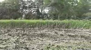 75K views · 2.5K reactions | Insitu Green Manuring | Wonders of Agriculture | Facebook