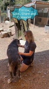 52 reactions | Special walkthrough and hello from our amazing Willow pack. These wolfdogs remind us daily about enjoying the simple pleasures in life and how important it is to keep them safe. If you’d like to learn more about them please click the link in our bio. #Wolfdogs #AnimalBehavior #walkthrough #WildlifeEducation #JoinUs #wolfdogs #wolves #savethewolves #wolfdog #hybrids #wolfdogsoftiktok #research #learning #education | Because We Matter | Facebook