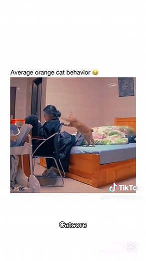 Funny Orange Cat Behavior: A Compilation of Hilarious Moments