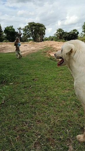 Dog and Monkey Play Together in Grassy Outdoor Setting