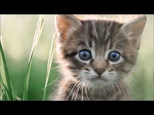 Moshlub - Txhob Quaj Hmo No