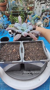 Let's repot the rooted echeveria cuttings. ☘️ *Pots with drainage holes *Gritty soil mix *Water after two days *Place in a bright filtered position #bikolanahardinera #plantsmakepeoplehappy #echeveria #plantsplantsplants #succulents #succulentgarden #succulentlove #succulentcollector #succulentsofinstagram #repotting | Bikolanahardinera