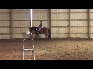 2014 BAY GELDING BY HOT N BLAZING Handsome 4YO AQHA bay gelding by Hot N Blazing. Lightly shown, and already a Circuit Champion Novice Amateur HUS & EQ. This horse is going to be super in 60 days – he’s quiet and simple, a pretty mover and loves to play over low fences. An easy keeper that goes barefoot! For more information on Ash please visit www.whittingtonequine.com - thanks! | Whittington Equine Marketing Group