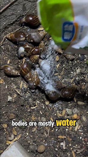 What Happens When You Sprinkle Salt on a Snail? | Science Experiment #snail