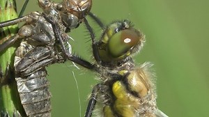 Birth Dragonfly Adult Dragonfly Has Just Stock Footage Video (100% Royalty-free) 1011306755 | Shutterstock