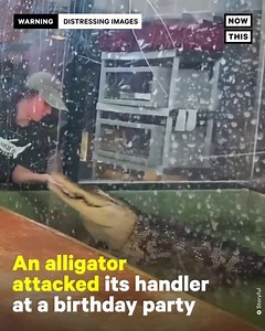 ALLIGATOR ATTACKS HANDLER AT CHILDREN'S BIRTHDAY PARTY