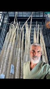 Our Burdock Root Powder contains all 102 minerals that our body needs. Order today! #HealthBossTV #HealingArts #HealingArtsApothecary #Healingartsme #Healthbosstv #BeYourOwnHealthBoss #BurdockRoot #102Minerals #Minerals #KidneyGal #BladderStones #BloodPurifier #LowersBloodSugar #PMS #FightsInfection #Eczema #AntiCoagulant #Diuretic #DigestiveAid #IncreasesPerspiration #SportRecovery | Healing Arts