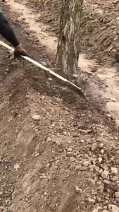 Should you Incorporate or Top-Dress Manure ? Each method has its benefits! Incorporating manure blends nutrients into the soil, supporting root development and reducing nutrient loss. Meanwhile, top-dressing provides a quick nutrient boost without disturbing the soil. Your choice depends on your crops and soil needs! I Always incorporate my manure what about you ? #FarmingTips #SoilManagement #ManureMatters | Alex Afari