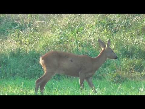 Životinjski svijet u Hrvatskoj. Wild animals in Croatia.