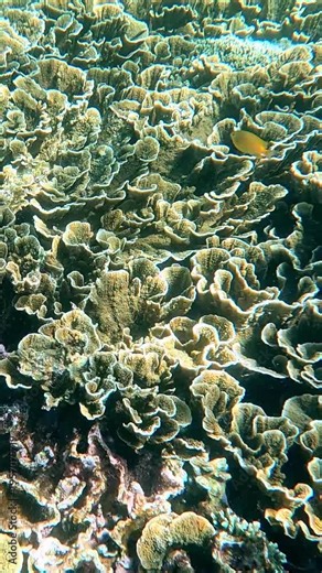 Underwater snorkeling POV scene showing a lemon damsel (Pomacentrus moluccensis) swimming among the complex pattern and texture of the dense reef of turbinaria mesenterina and acropora cytherea corals