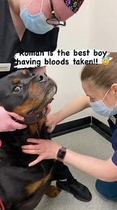 Wow, he’s amazing! So calm and trusting ❤️ 🥰 #Shorts #rottweiler #dogs Credits to @rottie_girl | Rottweiler Life