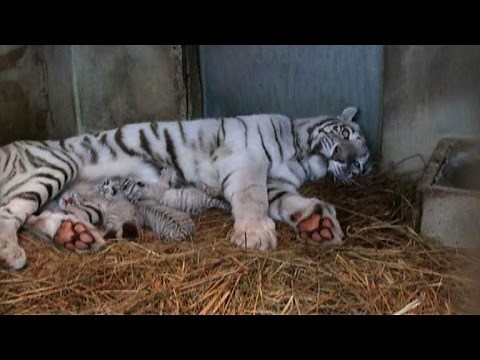 Rare white tigers are born in Japan
