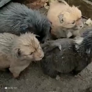 Ces petits vivaient sous une station-service, ce qui était très risqué pour leur santé. Ils se sont donc mis au travail pour les sauver. | Social