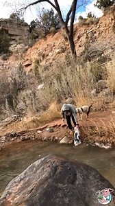 At least the last one had some courage! 😂🌊🐶 | ViralHog