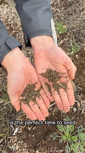 7.5K views · 185 reactions | Rainy forecasts call for...sowing wildflower seeds! ️ Find California native seed packets at The Huntington Store and tune in for quick tips on wildflower seeding with Thomas. | The Huntington Library, Art Museum, and Botanical Gardens | Facebook