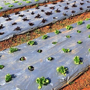 [Hot Item] White Black PE Greenhouse Plastic Film Agricultural Mulch Film