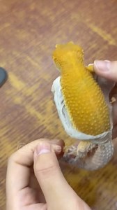 Geco-leopardo troca de pele com a ajuda de seu dono #curiosidades | STHtemostra