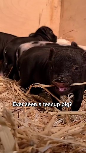 Pigs are very demanding companions. They need special diets, space, sun protection, access to mud, friends, and enrichment. No pig is a teacup pig. | Charlie's Acres