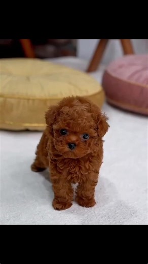✨🐩 "Those big puppy eyes can melt any heart 💕 Meet our sweet little brown teacup poodle, the definition of cuteness overload! 🐶✨" #TeacupPoodle #BrownPoodle #PoodleLove #PoodleLife #TinyButMighty #PoodlePuppy #CuteDogs #DogLovers #FurryFriend #ToyPoodle #FluffyLove #InstaPuppy #DogsofInstagram #PuppyEyes #AdoptDontShop #PuppyGram #USA #California #Texas #Florida #NewYork #Pennsylvania #Illinois #Ohio #Georgia #NorthCarolina #Michigan #London #Paris #Berlin #Madrid #Rome #Amsterdam #Vienna #Pr