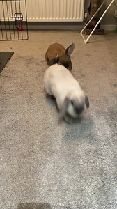 15K views · 3.6K reactions | Garden treats  | Thumper & Bliss | Facebook