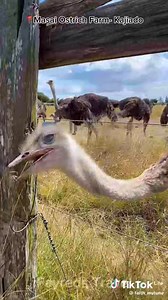 3.4K views · 29 reactions | For those in need of info about ostrich farming... Reach out to Masai ostrich farm in kajiado | FarmX | Facebook