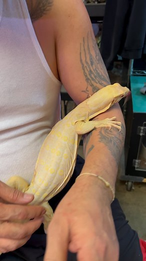Khaleesi my ice dragon Asian water monitor. One of my baby in the shop. Come check us out we’re in Long Beach California. #khaleesi #ice #dragon #awm #varanussalvator #monitor #varanuskeeper #monitorking #animals #reptilesofig #lizardsofig #pet #exotic #store #petshop #fyp #trending #viral #reels #video #view #followers #JTKReptiles | JTK Reptiles | Facebook