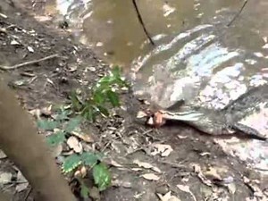 Alligator attacks An Electric Eel and dies