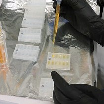 Video: Optical Cross-Sectional Muscle Area Determination of Drosophila Melanogaster Adult Indirect Flight Muscles