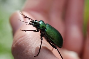 Becoming an Amateur Entomologist