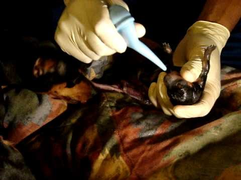 MIN PIN, MINIATURE PINSCHER GIVING BIRTH, HAVING BABIES, SECOND PUP