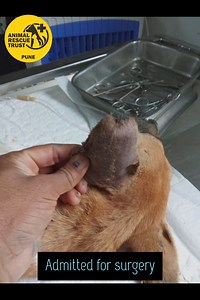 16 reactions | Ear Hemotona surgery done by our Vets at our facility. An aural hematoma is a collection of blood, either fresh or clotted, within the pinna (ear flap). When a hematoma is present, the pinna will appear very thick and spongy. The swelling may involve the entire pinna, or it may involve only one area of the ear. | Animal Rescue Trust - Pune | Facebook