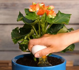 496K views · 2.4K reactions | Essential Gardening Hacks for Every Plant Lover! | 5-Minute Crafts UK | Facebook