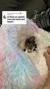 27K views · 1.9K reactions | Replying to @DeniseGay all came back normal . . . #cat #cats #catlife #catlover #catmom #catstagram #catsofinstagram #catsoftiktok #catsofworld #lovecats #cutecat #pet #petcare #petlover #petstagram #lovepets #animal | Dec Catt | Facebook