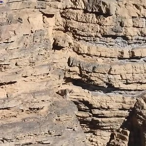 Snow leopards hunt mountain goats | Kang Aris