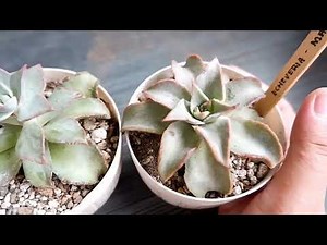 Succulents | Echeveria MADIBA |