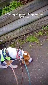 When the dog is searching for the perfect spot | No More Kennels Luxury Dog Hotel, Doggy Daycare Resort & Spa | Facebook