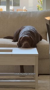 1.9K views · 421 reactions | Does anyone else have this model of Labrador? I’ve tried turning it off and back on again but no luck… #labrador #labradorvideos #labradorretriever #chocolatelab #labpuppy #puppiesofinstagram #puppylove #labstagrams #talesofalab #talesofalabpuppy #puppylove #labs_of_insta #dogmom #souldog | The Lab Woody | Facebook