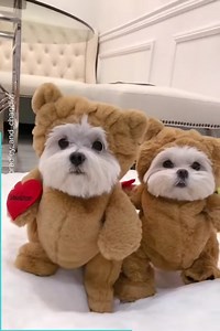 Adorable Maltese Dogs Dressed In Panda Costumes | The Church of Pentecost Abuakwa Area