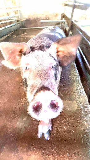 2.4K views · 26 reactions | Black mother pig oinking | Pig Videos | Facebook