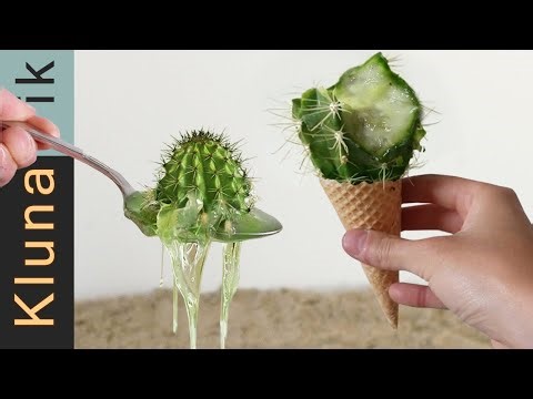 [ASMR] Eating prickly cactus! Satisfying tapping asmp, no talking