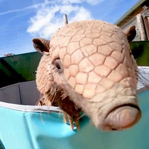 1.6K views · 75 reactions |  Armadillo Ball Pit  Our armadillo brothers, Arnold and Ernie, were treated to their very own ball pit! Did you know that there are 20 armadillo species, but only one (the three-banded armadillo) can roll into a ball?  | Noah's Ark Zoo Farm | Facebook