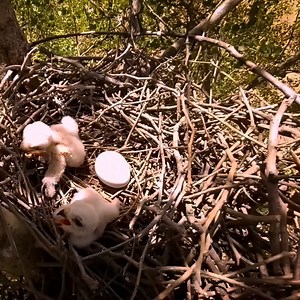 #Falcon #bird protecting her babies from the sun | Review Bird Nest
