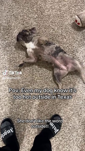 Why My French Bulldog Hates Going Outside