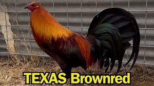 5.7K views · 198 reactions | Ram Farm in Perryton Texas  Beautiful Birds No Fowl For ILLEGAL Purposes Video Content In This Farm Just For Breeding, Show and Preservation Purposes #chicken #breeder #farming | Ayam Philipin | Facebook