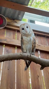 What animals do you hear in the background? Owls can rotate their heads up to 270 degrees—which is three-quarters of a full circle. They can’t turn their heads all the way around, but it’s still an impressive range. They have extra neck vertebrae—14 in total, compared to 7 in humans. This gives them much more flexibility. Special adaptations in their blood vessels make sure their brains stay supplied with blood even during extreme head turns. #barnowlkara #TeamKara #bestlittlezoointexas | Frank 