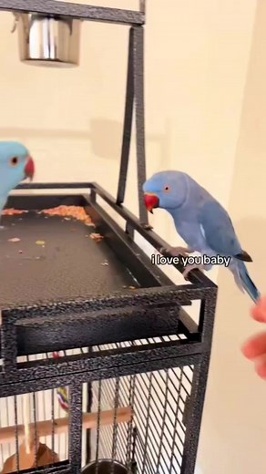 26K views · 946 reactions | give me a kiss honey | KB7 | Facebook